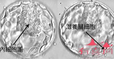 借卵做试管代生代怀有年龄限制吗？我可以做什么来避免供精供卵做试管代怀？