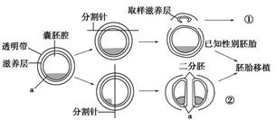胚胎移植后，你需要做的第一件事就是躺下。