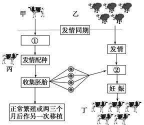 为什么冷冻胚胎移植可用于供卵做三代代怀试管？有什么优点吗？