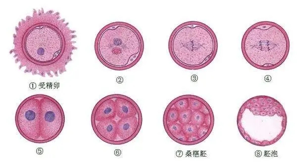 二代借卵试管三代代怀女方受罪吗