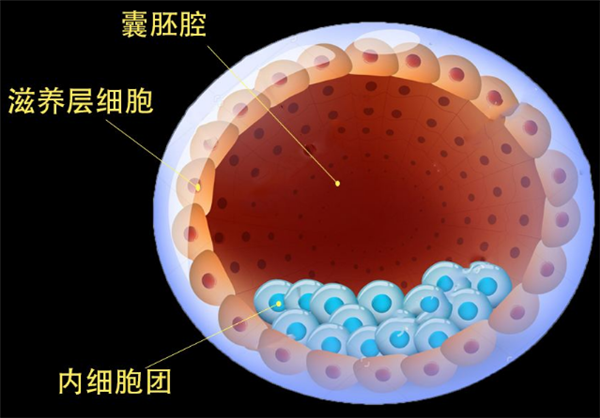 试管能选择双胞胎吗